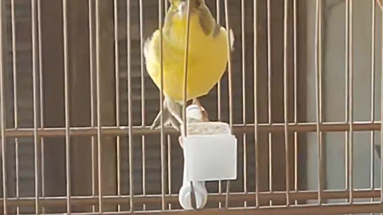 belgian canary singing a lot