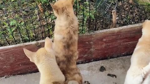 Cats Moments