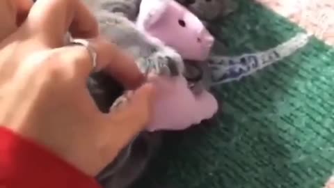 Funny Animal Videos #083