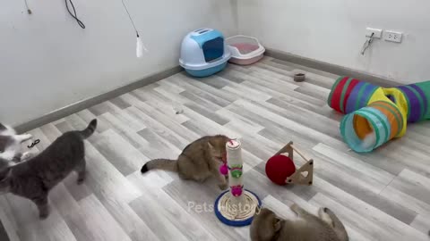 Funny Cats, Dogs Videos 2024 😅 Best Funniest Animal Videos Of The week