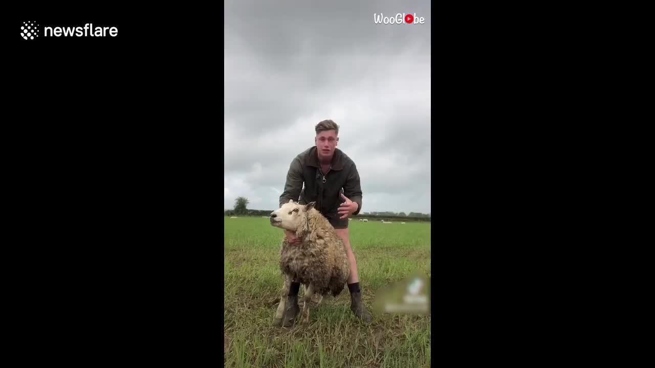 UK farmer shows how to help sheep that lose their balance and can't get up