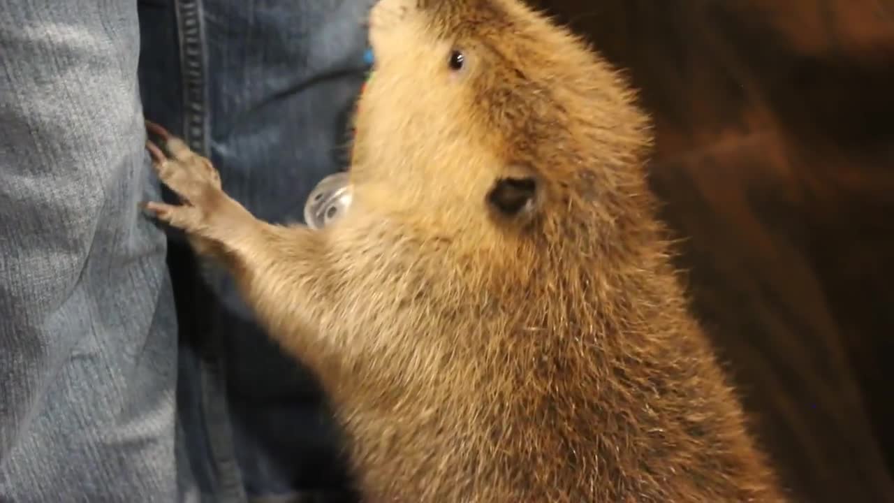 Industrious Beaver Builds Dam Wherever He Finds Convenient