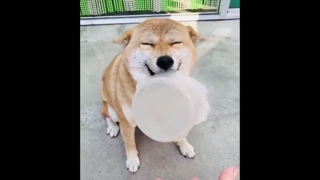 Funny Animal laughing make you crazy - SO CUTE