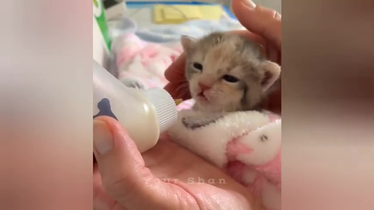 16 minutes of adorable cats and kittens videos to keep you smiling