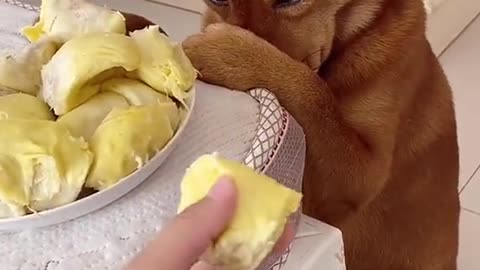 Dog covers his nose in front of owner's plate of durian