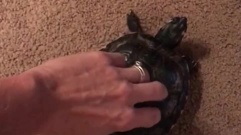 Turtle being petted on its shell