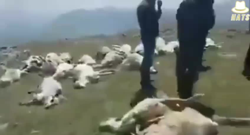 Now sheep found dead too. 🤔