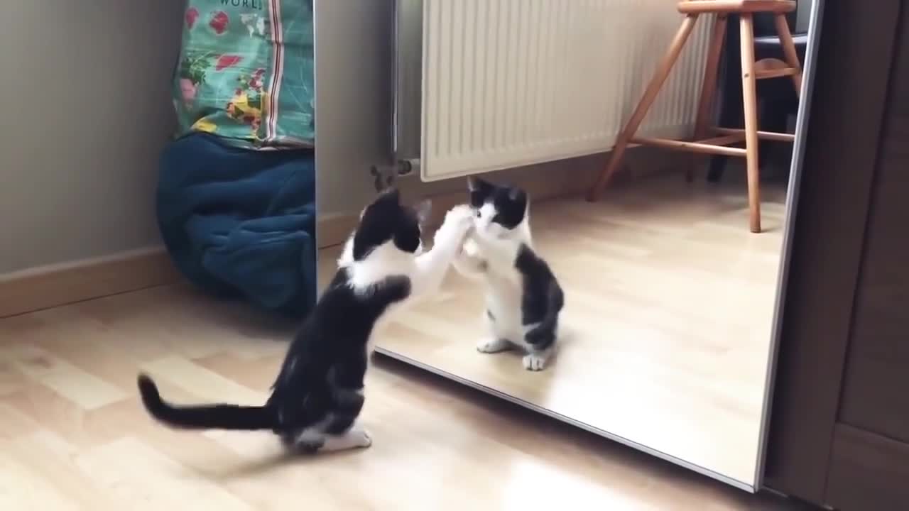 30 second Funny cat video