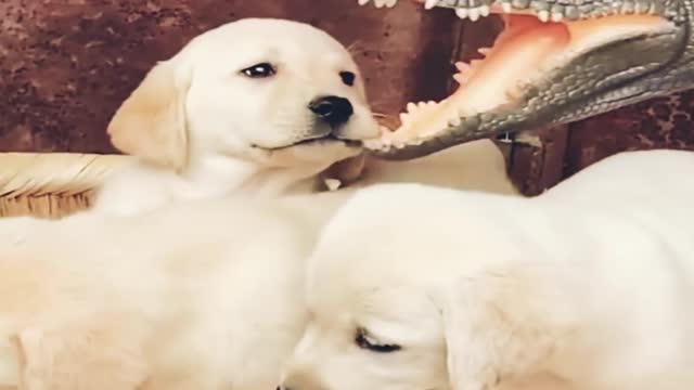 A funny owner is pranking with his adorable pets puppies with a mask of crocodile