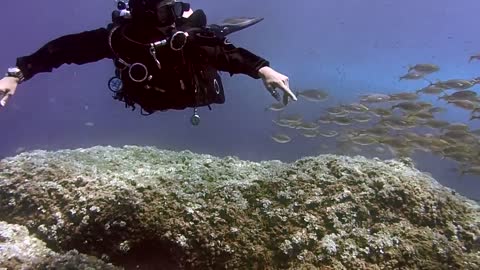 Hours of Beautiful Coral Reef Fish, Relaxing Ocean Fish, &