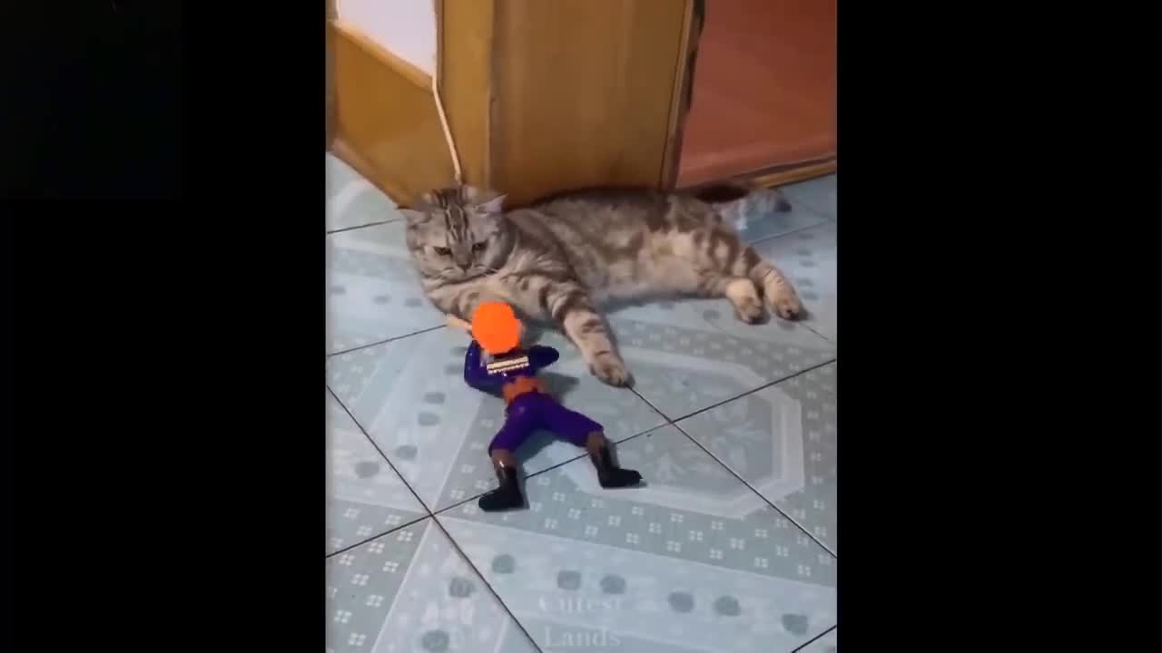 cat doing funny stuff