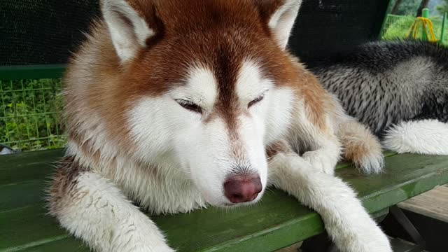 Husky tan is very tired after swimming. puchitan