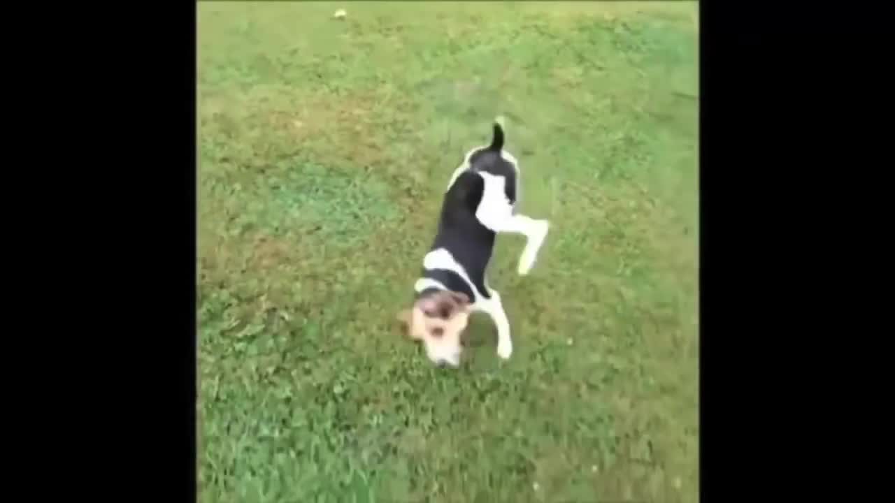 Funny animals compilation