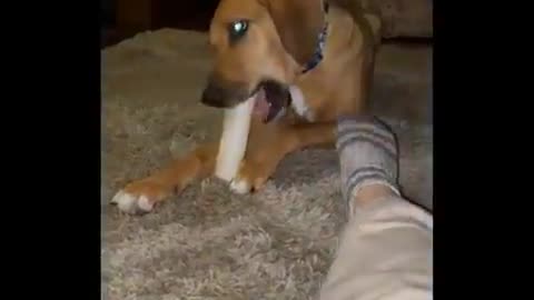 Best Of The 2024 Funny Animal Videos