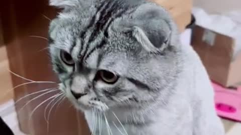 Funny pet video million views ❤️