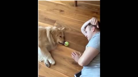 Golden Retriever puppy is too lazy to play fetch