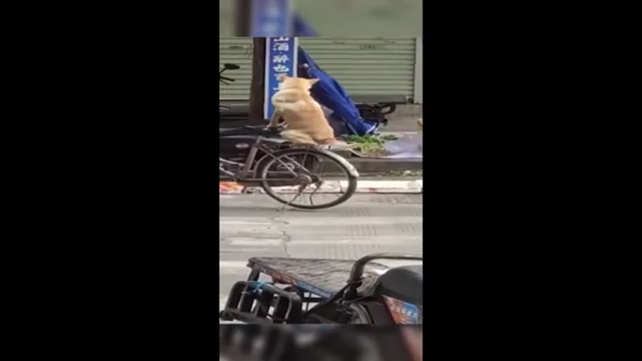 Best Funny Animal Videos Compilation