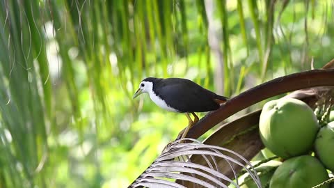 Water Hen in a fruit tree