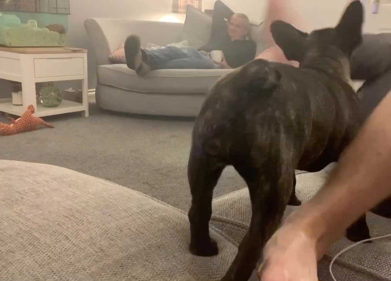 French bulldog puppy playfully attacking owners feet