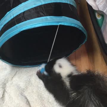 Skunk Izzy Bug playing