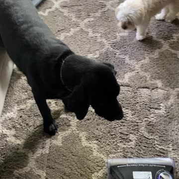 Dog and Vacuum