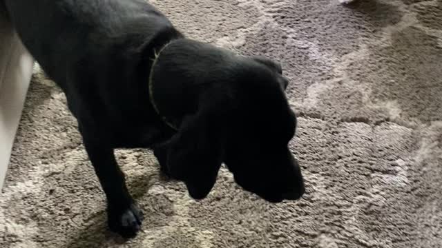 Dog and Vacuum