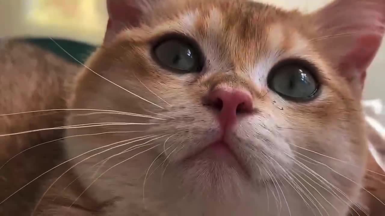A close-up of the golden kitten