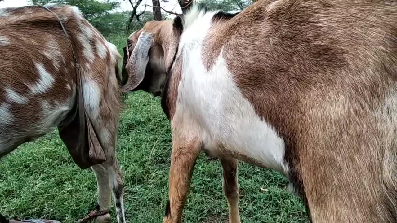 Goat meeting super got must watch 😳