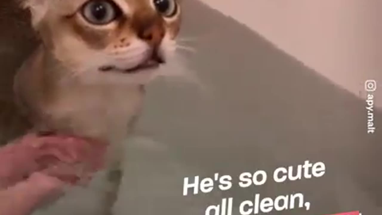 This cat can't sleep without his teddy bear!