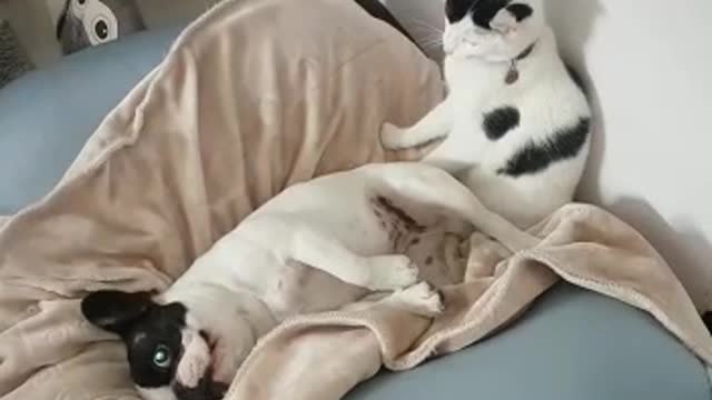 Puppy Forcefully Held Down By Cat For Bath Time