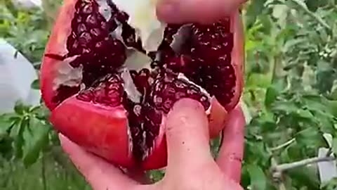 pomegranate Cutting