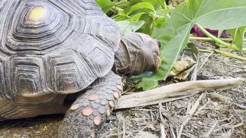 Our Little Redfoot Tortoise: Tortanya