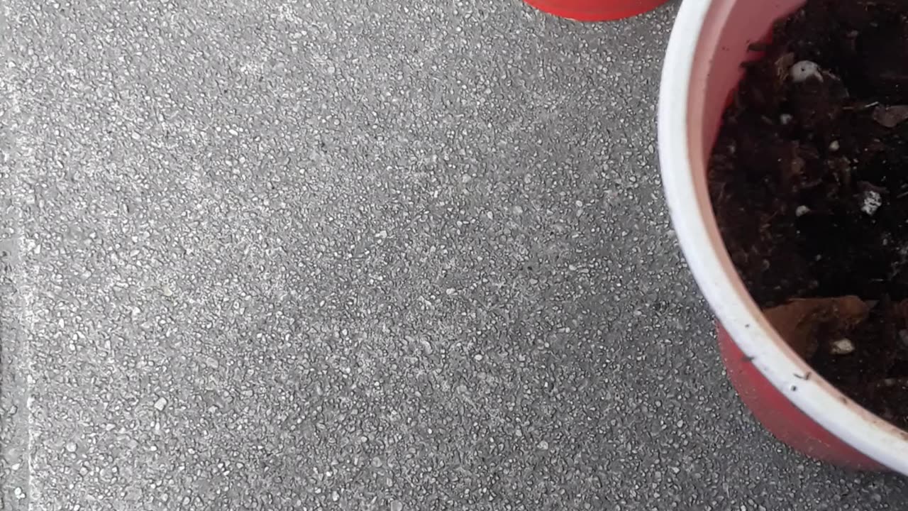Garding in cups Part 2