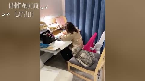 Laughing cute cats ...