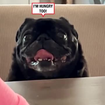 Trying To Enjoy Family Dinner 😂