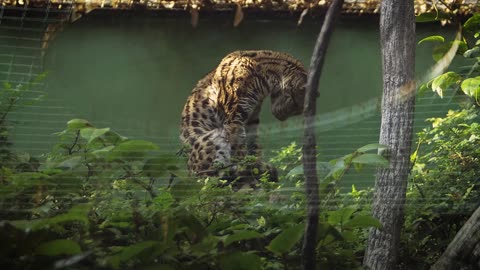 Leopard - 4