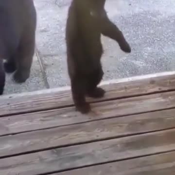 Confuse baby bear attemp to go inside the home.mp4