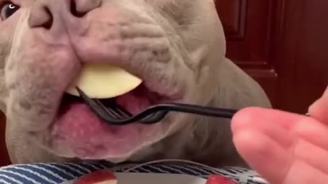 American bull dog eating berries ASMR