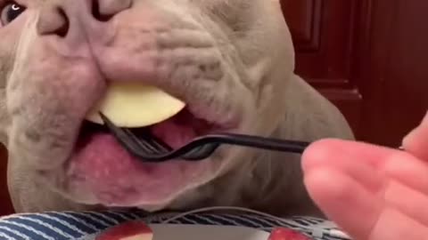 American bull dog eating berries ASMR