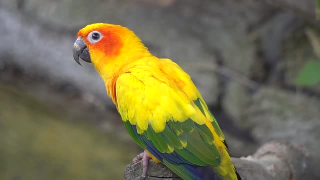 Yellow-colored parrot has the most beautiful feathers ever HD