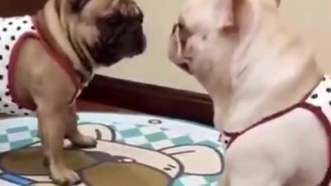 Funny Videos of Cute Dogs.