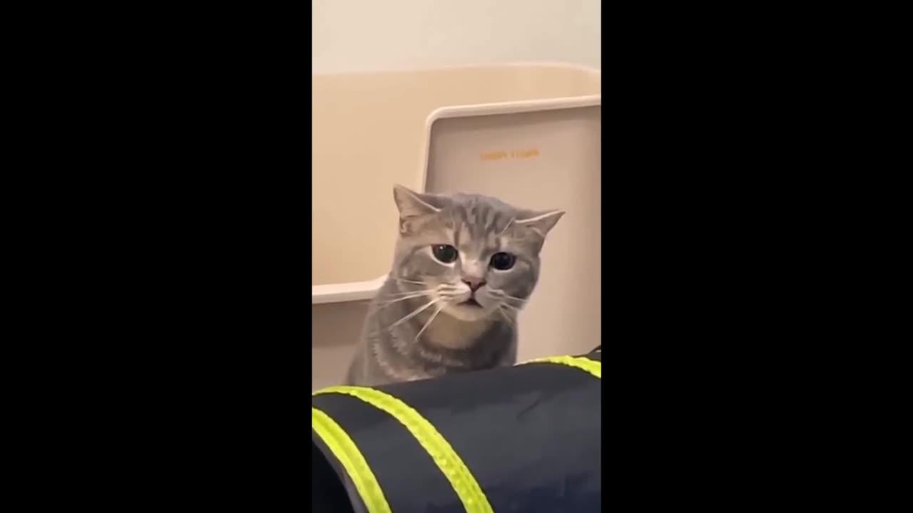 funny and cute cats😂🐈#shortvideo #shorts