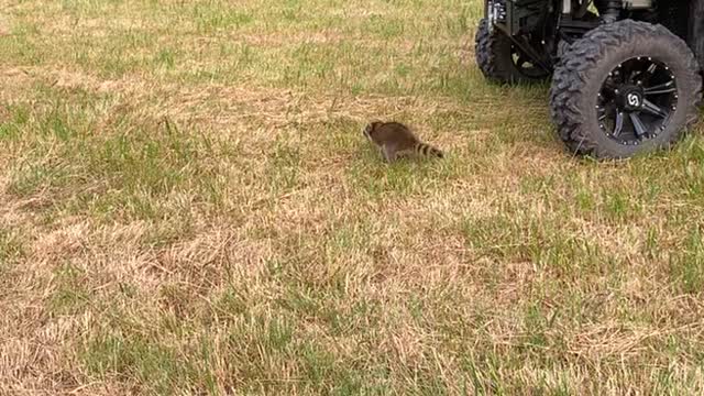 Raccoon Runs into a Wheel