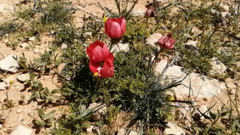 Desert Red rose