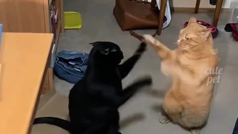 Funny cat moment