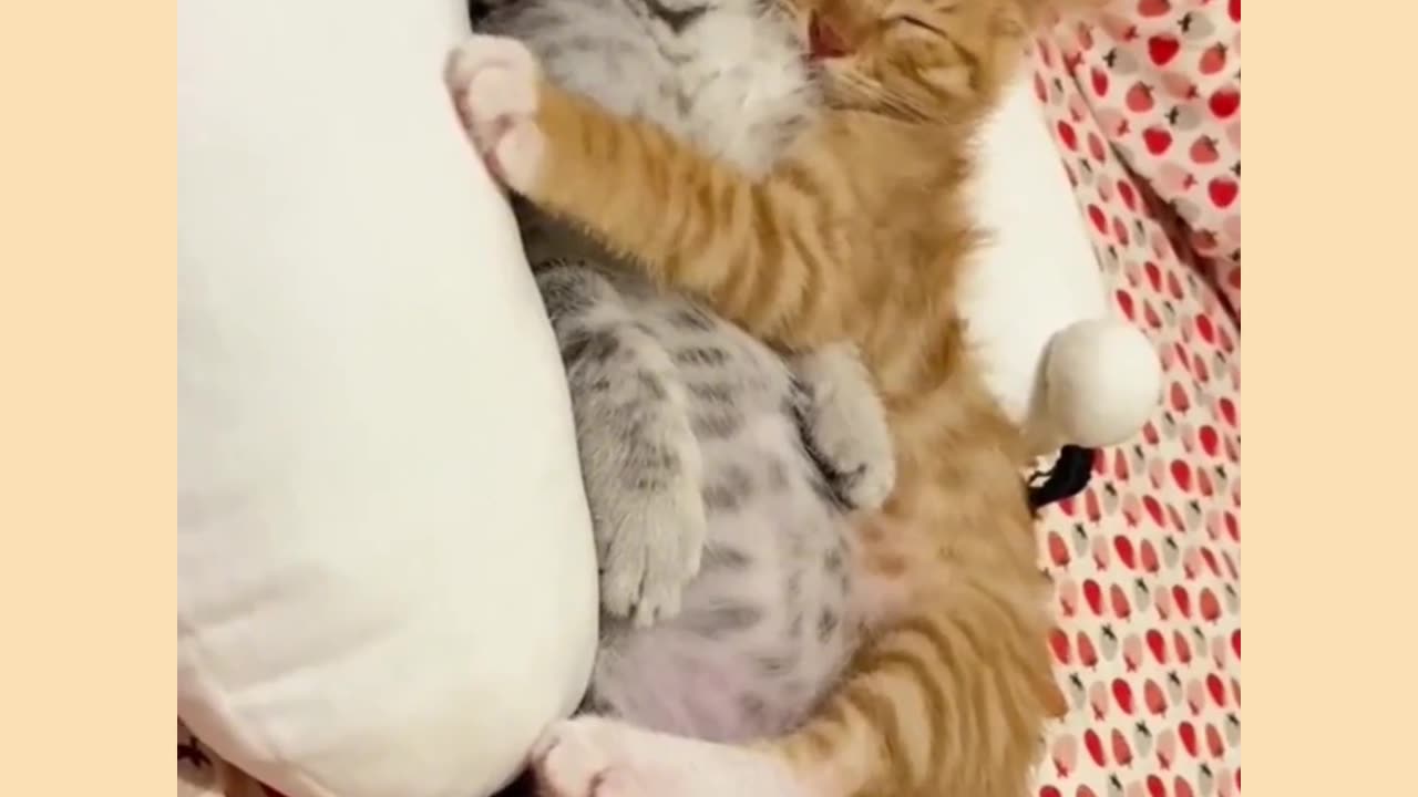 Funny cat video