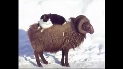 Cat uses sheep as horse