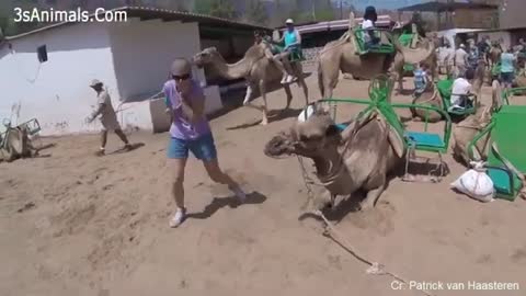 WOW Funny animals scaring people 2021