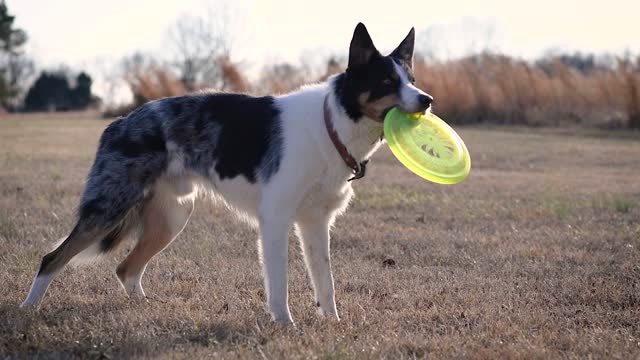 Funny Dog Videos Try Not To Laugh 202121 (Episode-13)