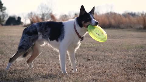 Funny Dog Videos Try Not To Laugh 202121 (Episode-13)